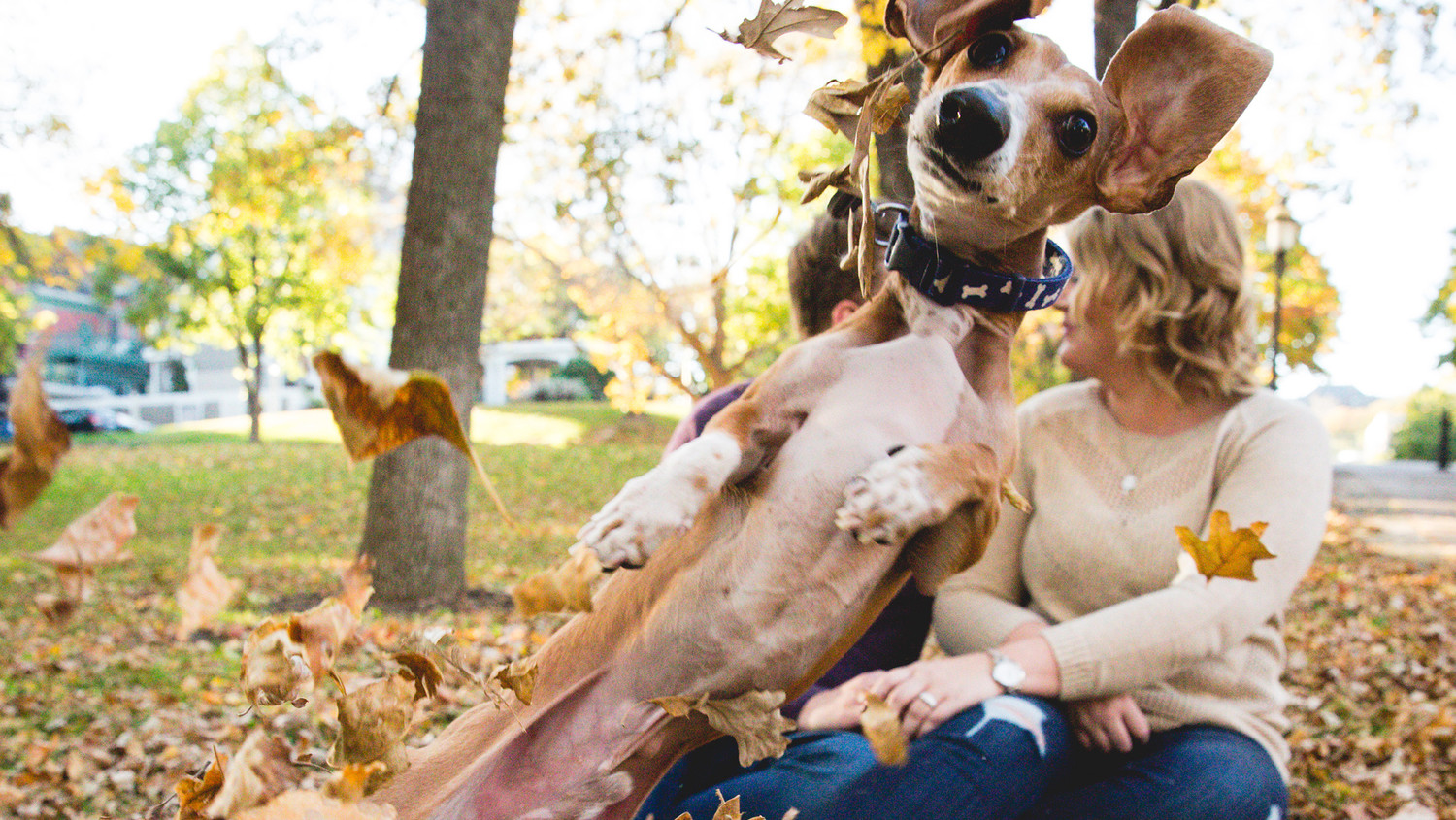 Dog Photobomb Engagement Pictures Dog Photobomb Engagement Pictures