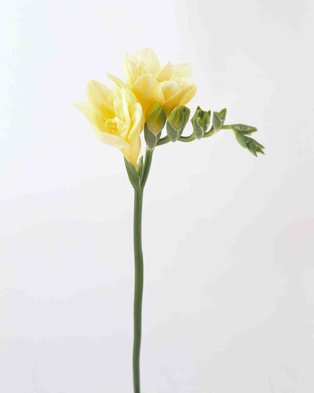 Your Ultimate Guide to Flower Meanings Martha Stewart Weddings Your Ultimate Guide to Flower Meanings Martha Stewart Weddings