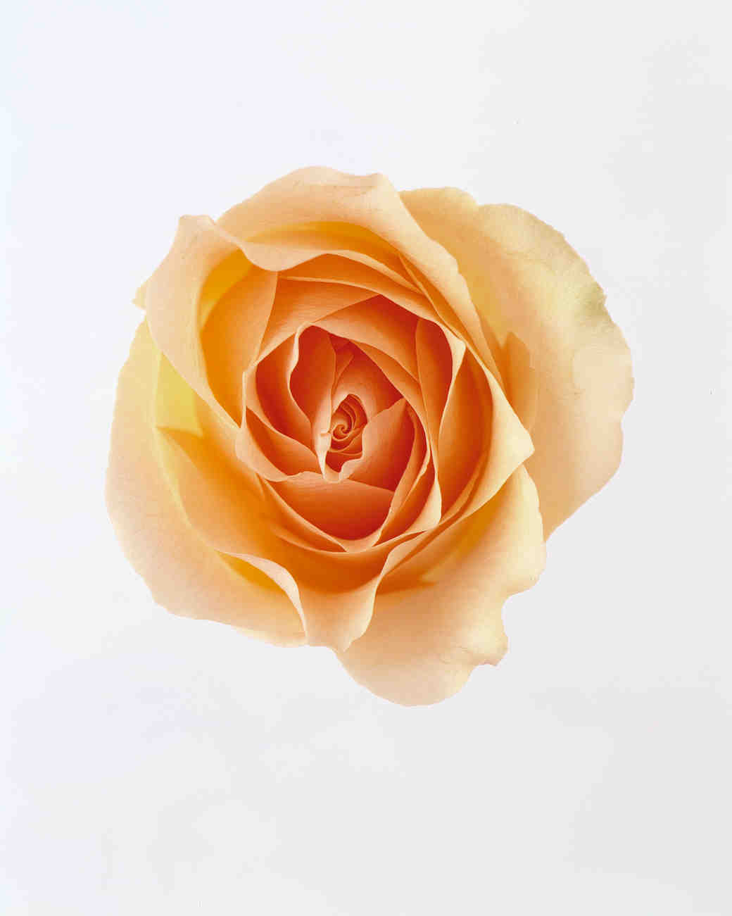 The Meaning of Rose Colors Martha Stewart Weddings