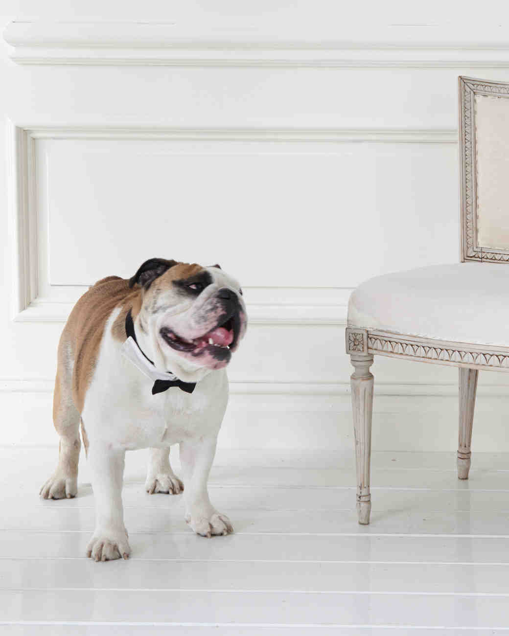 Dogs Can Get Aisle Ready With the Launch of Martha Stewart dogs aisle ready launch martha stewart pets wedding finery