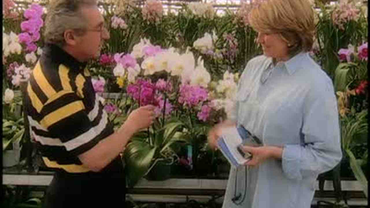 Video Orchids 101 Growing Beautiful Orchards At Home Martha Stewart Weddings