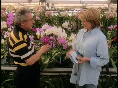Video Orchids 101 Growing Beautiful Orchards At Home Martha Stewart Weddings