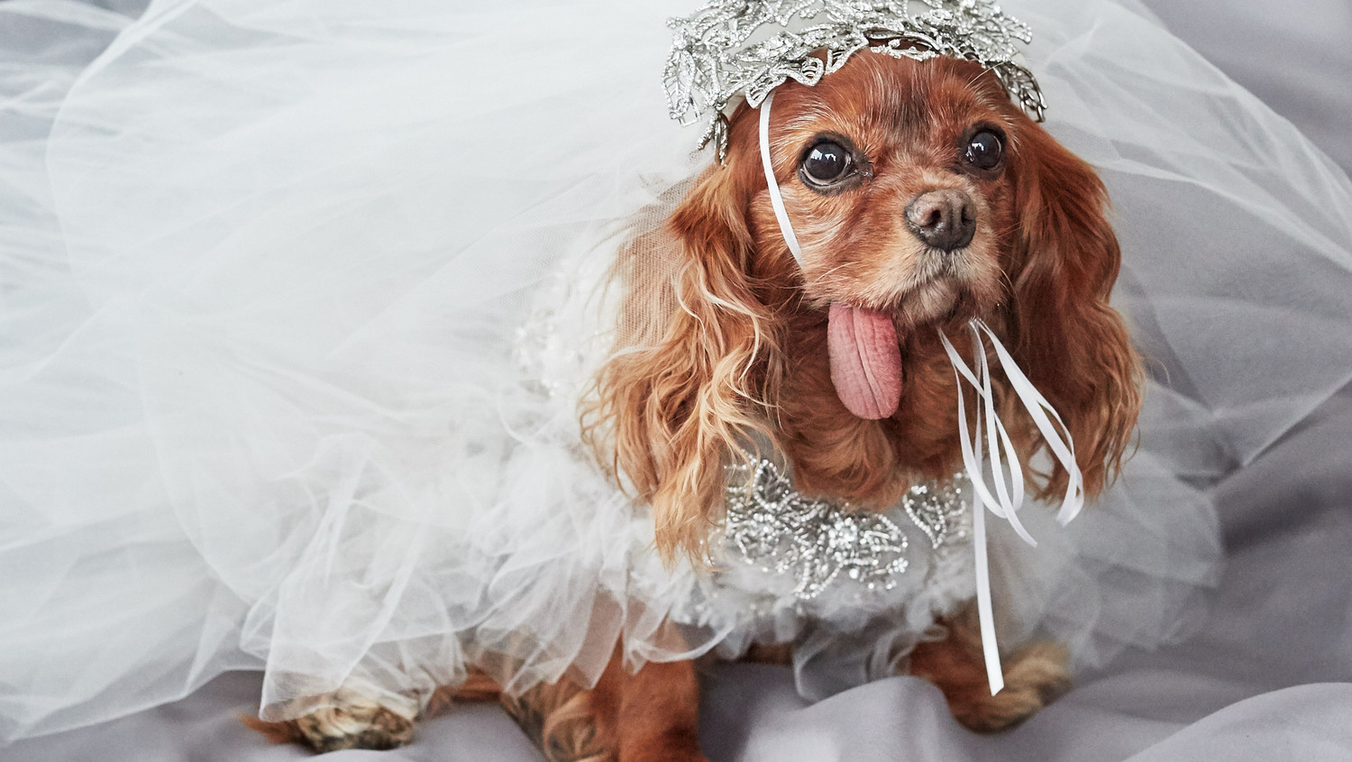 Exclusive Get A First Look At Toast The Dog S Marchesa Wedding Exclusive Get A First Look At Toast The Dog S Marchesa Wedding Dress Martha Weddings