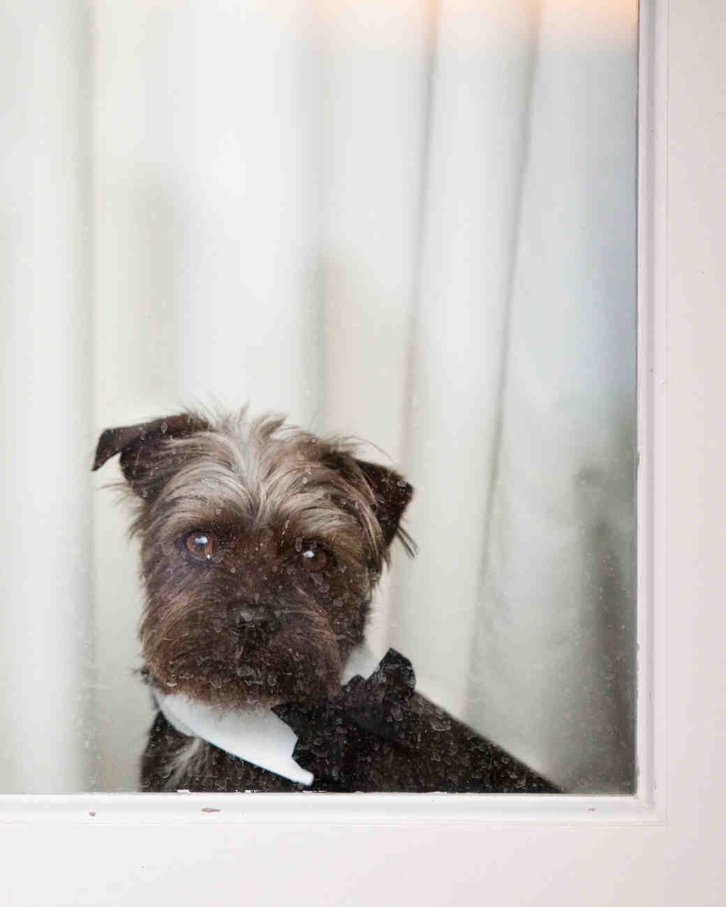 9 Dapper Dogs Wearing Bow Ties at Weddings Martha Stewart Weddings
