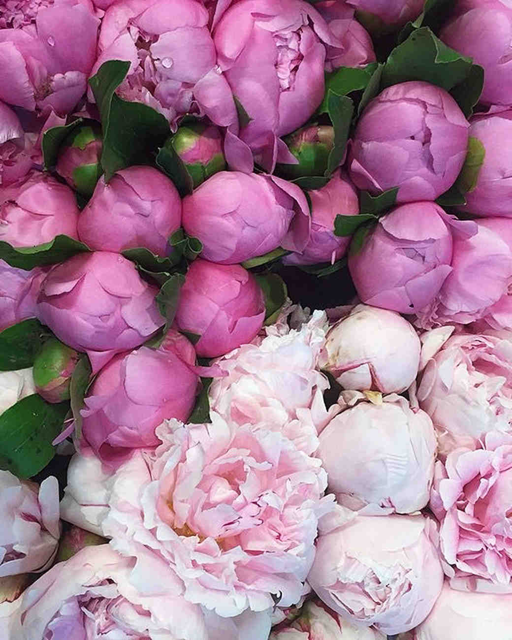  - pink peonies instagram followers