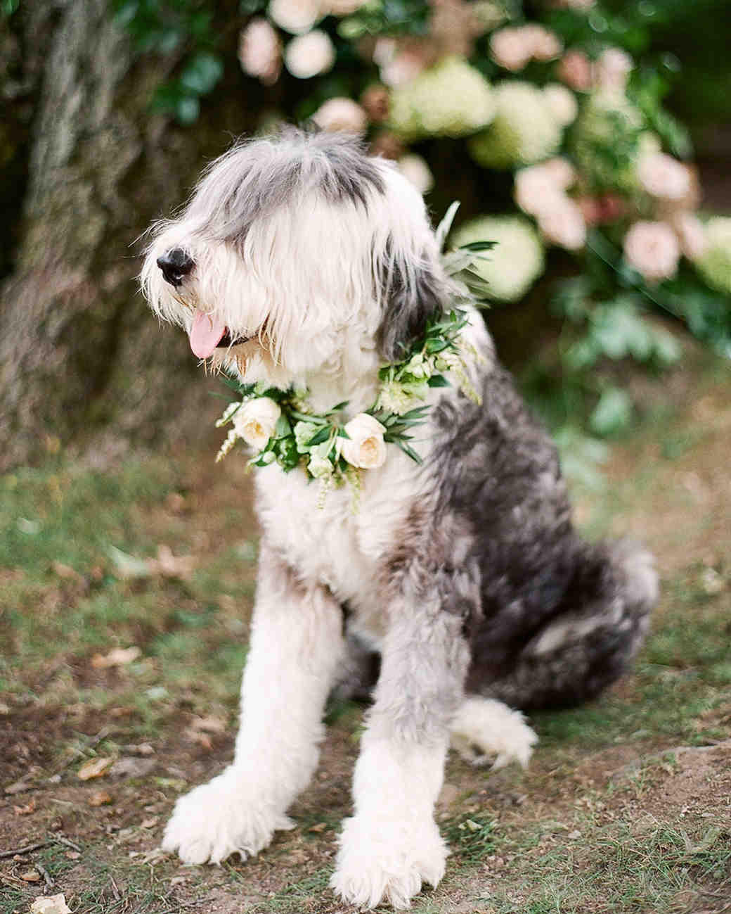 35 Ways To Ensure Your Dog Is The Guest Of Honor At Wedding 35 Ways To Ensure Your Dog Is The Guest Of Honor At Wedding Martha Weddings