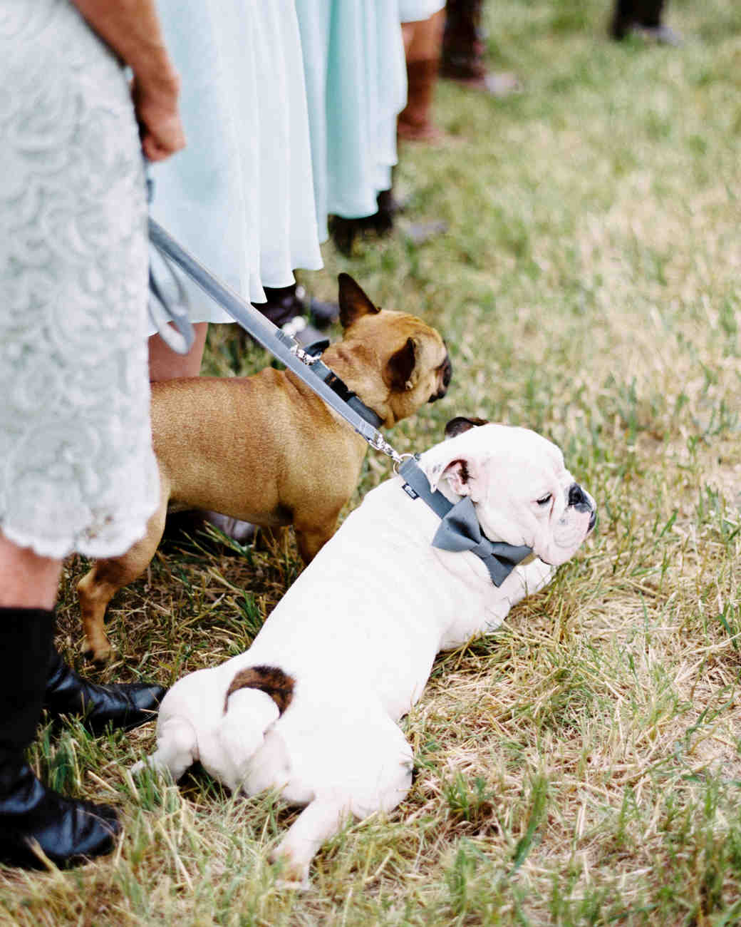 35 Ways To Ensure Your Dog Is The Guest Of Honor At Wedding 35 Ways To Ensure Your Dog Is The Guest Of Honor At Wedding Martha Weddings