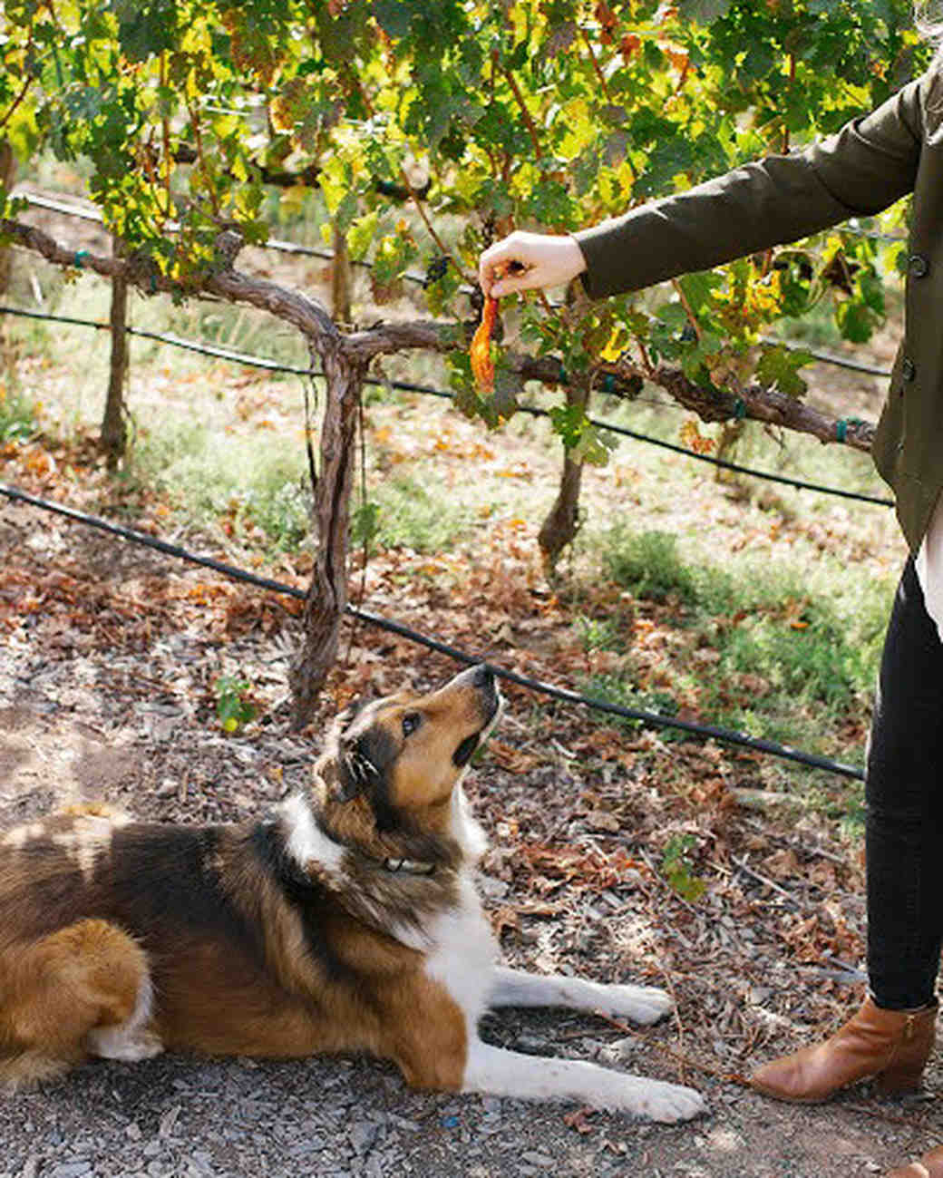 12 Amazing PetFriendly Hotels in the U.S. Martha Stewart Weddings