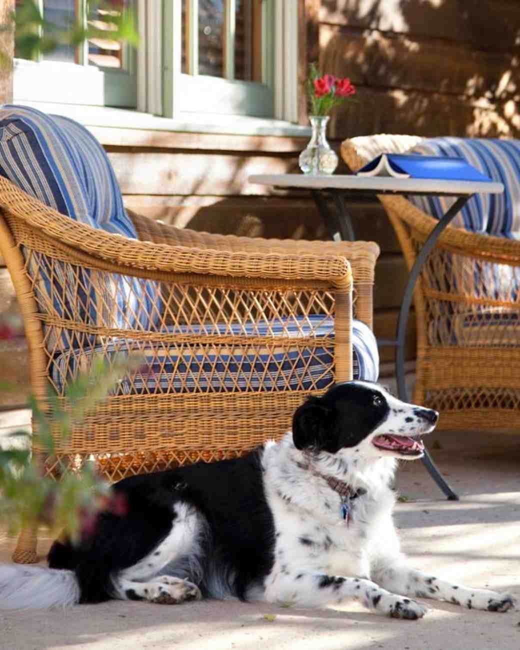 12 Amazing PetFriendly Hotels in the U.S. Martha Stewart Weddings