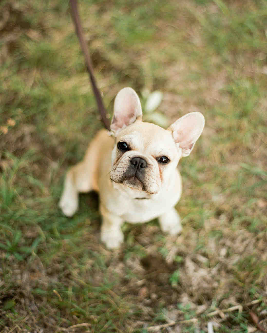 These Dogs at Weddings Are So Cute, We Can't Take It | Martha Stewart ...