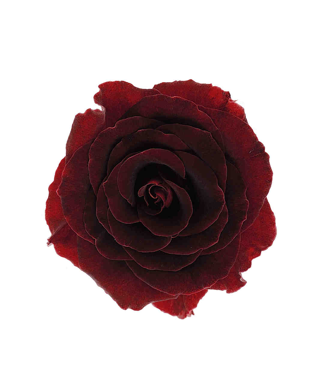 the meaning of rose colors martha stewart weddings