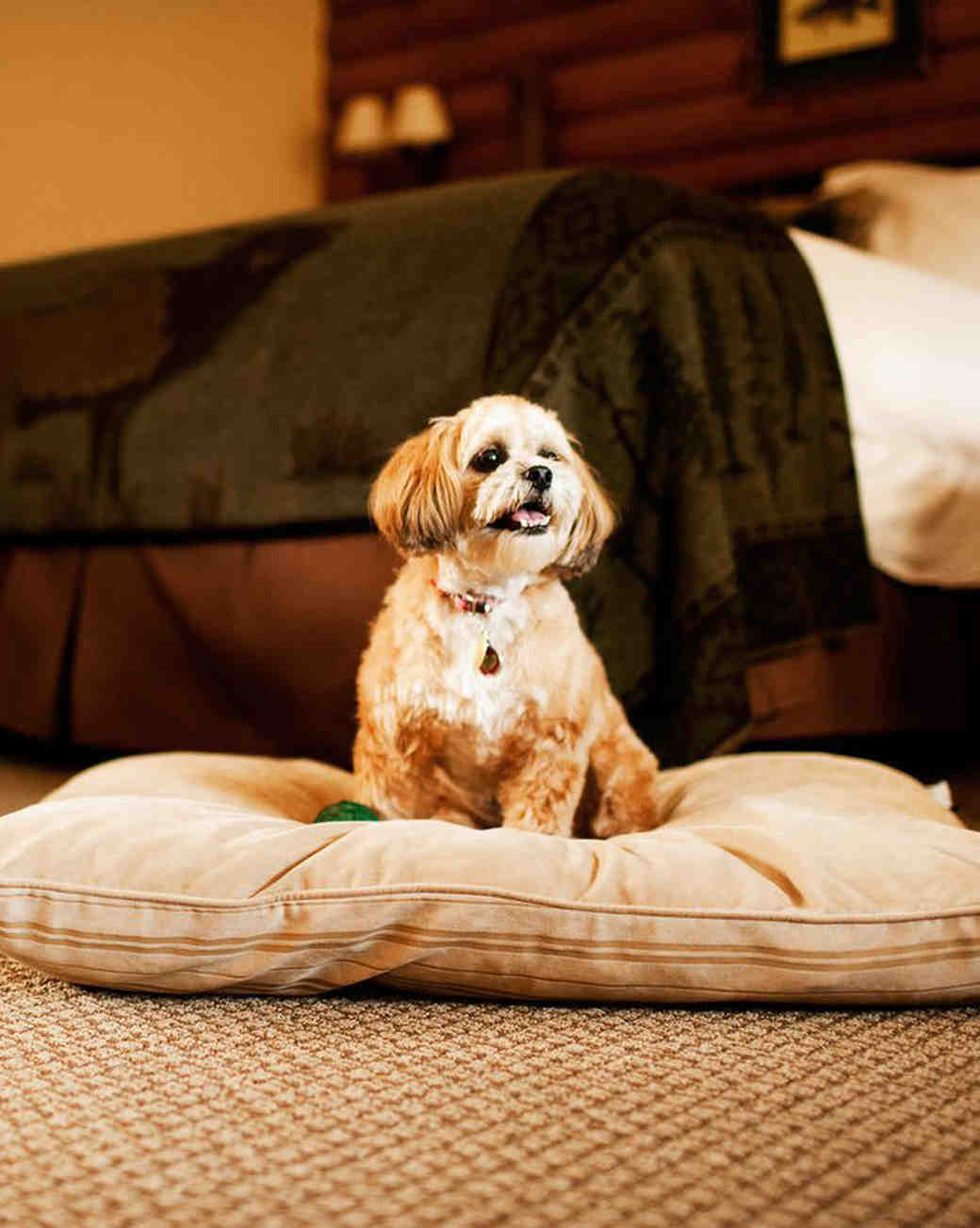 12 Amazing PetFriendly Hotels in the U.S. Martha Stewart Weddings