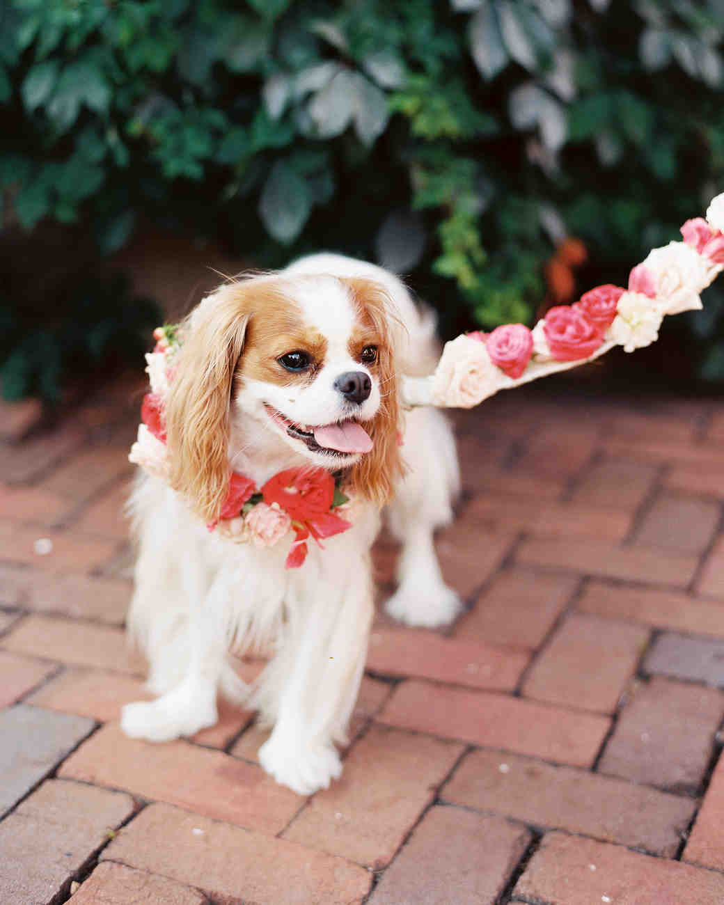 35 ways to ensure your dog is the guest of honor at your wedding