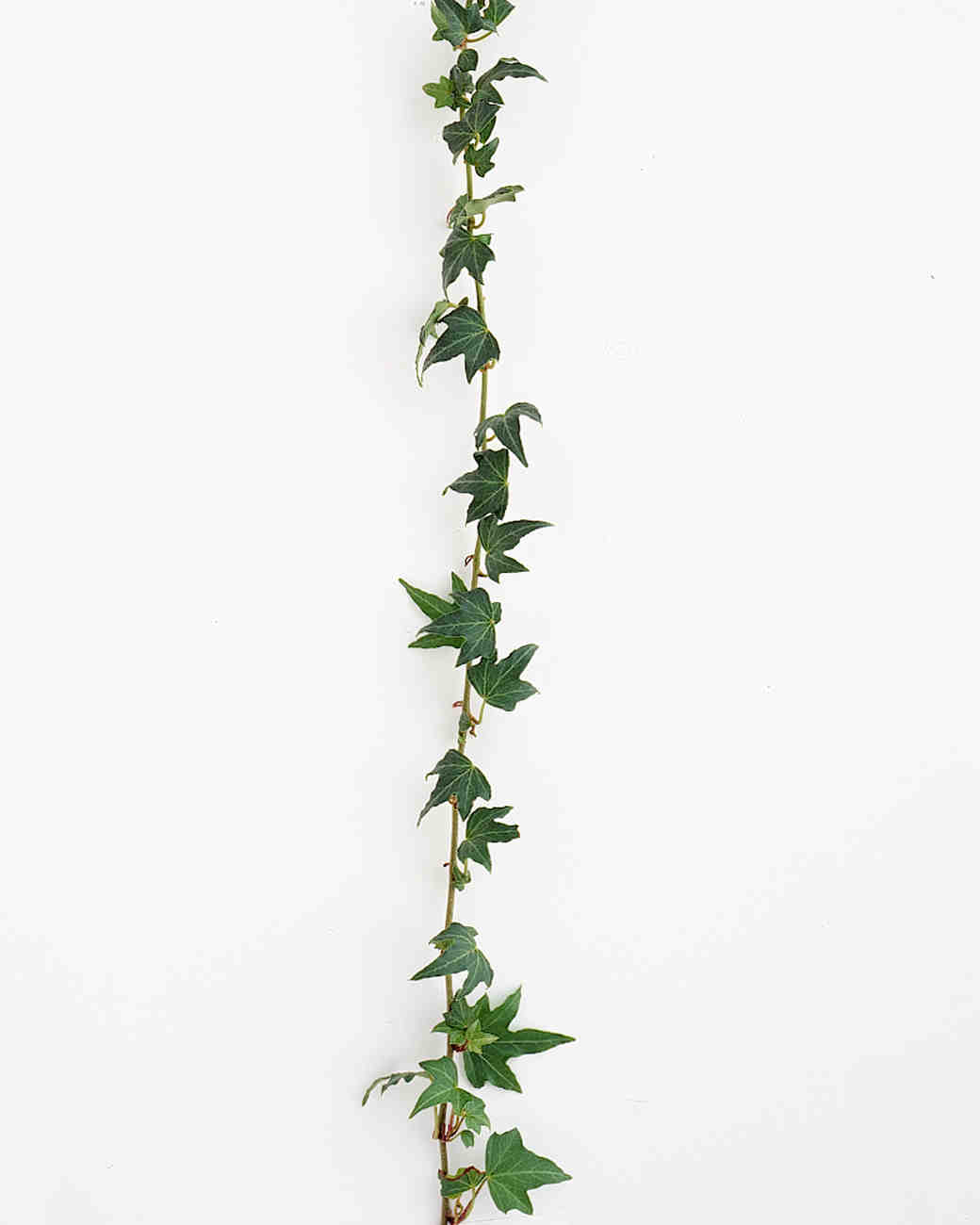 Your Ultimate Guide to Flower Meanings Martha Stewart Weddings