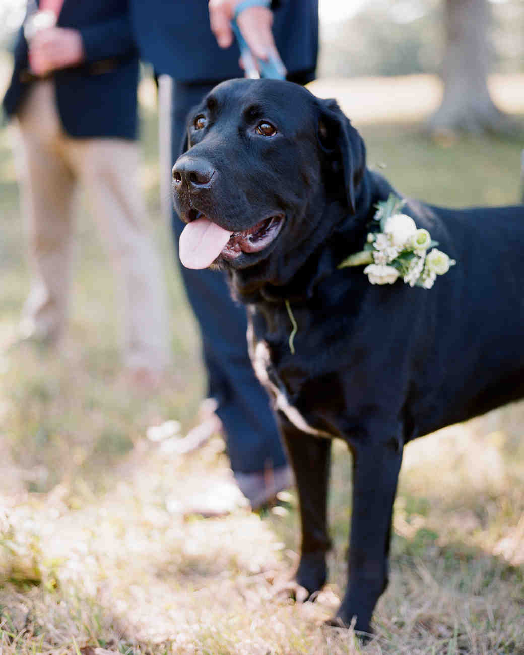 35 Ways To Ensure Your Dog Is The Guest Of Honor At Wedding 35 Ways To Ensure Your Dog Is The Guest Of Honor At Wedding Martha Weddings