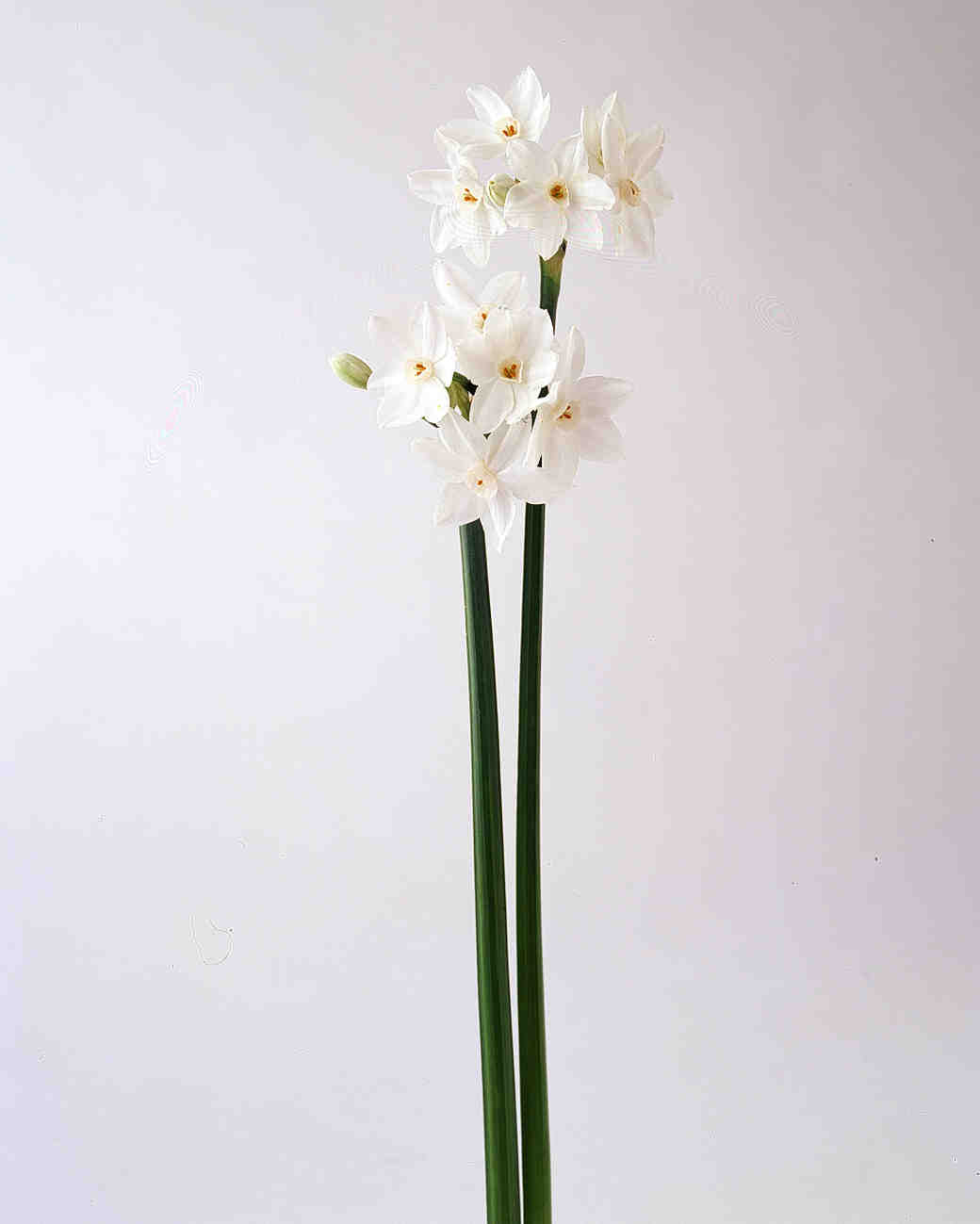 Your Ultimate Guide to Flower Meanings Martha Stewart Weddings