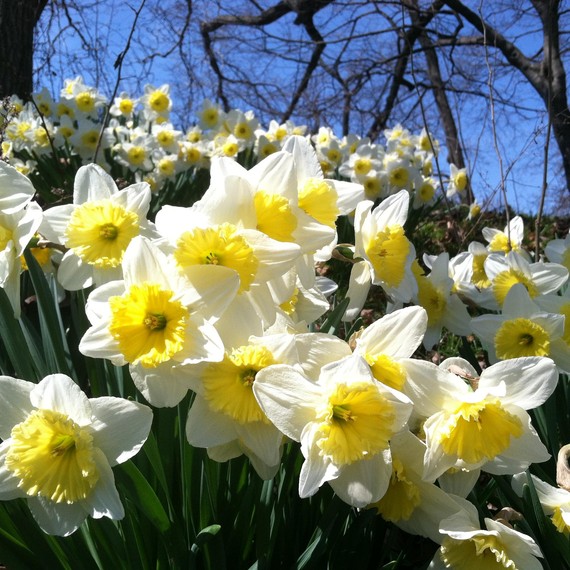 Daffodils blooming at the Brooklyn Botanic Garden
