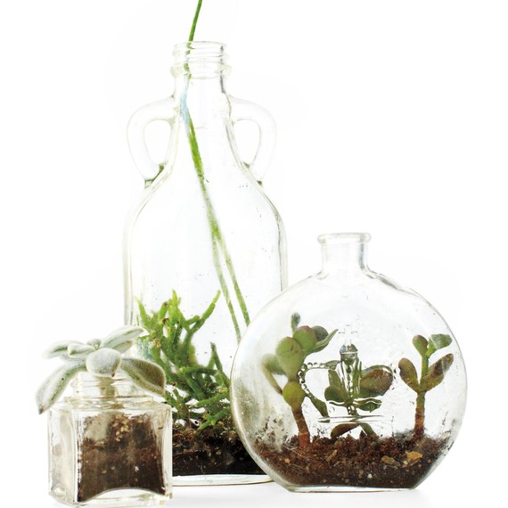 bottle-terrarium-0215