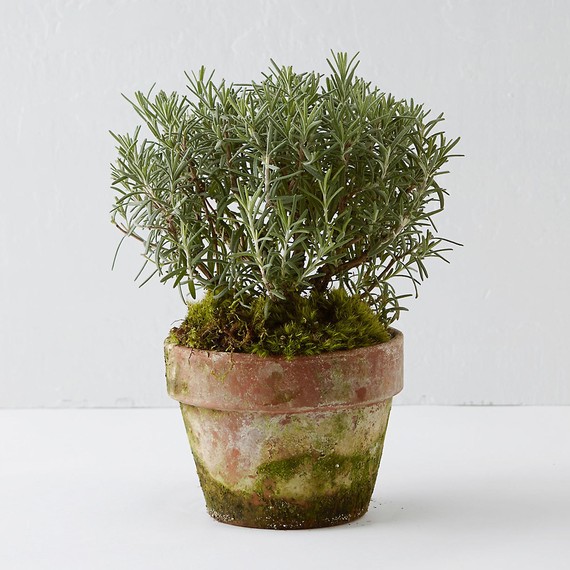 terrain-potted-plant-0715
