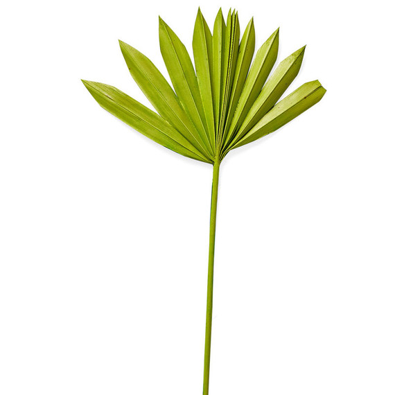 palm leaf palm leaf