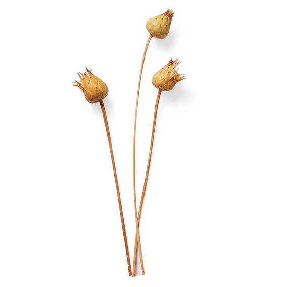 pods pods