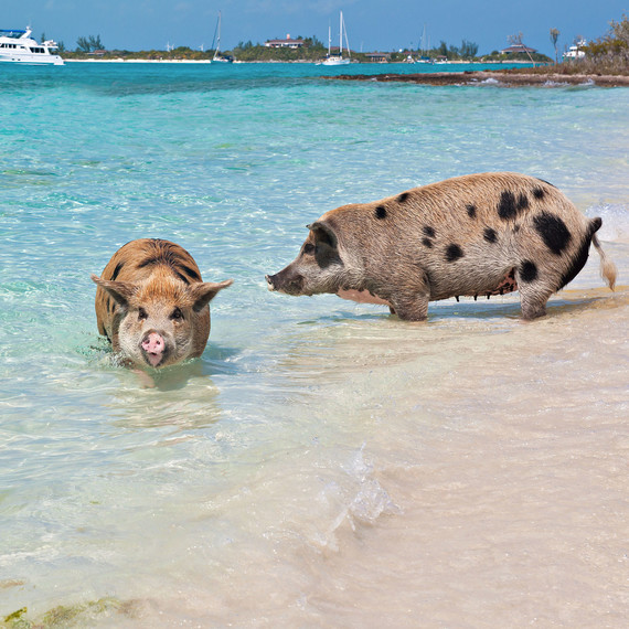bahama pig island swimming with animals honeymoon bahama pig island swimming with animals honeymoon