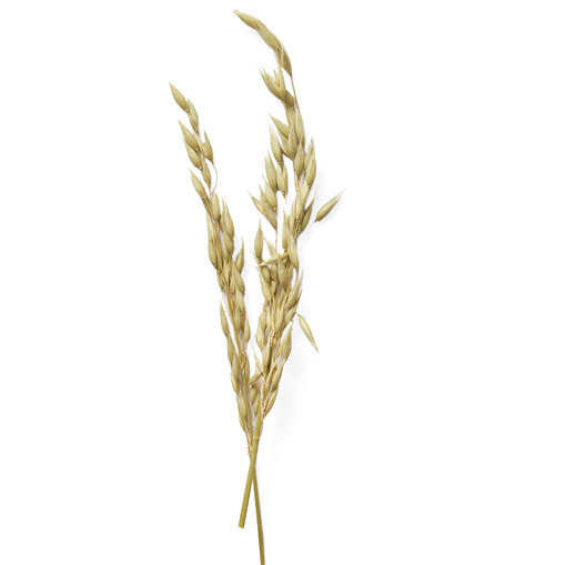 wheat detail wheat detail