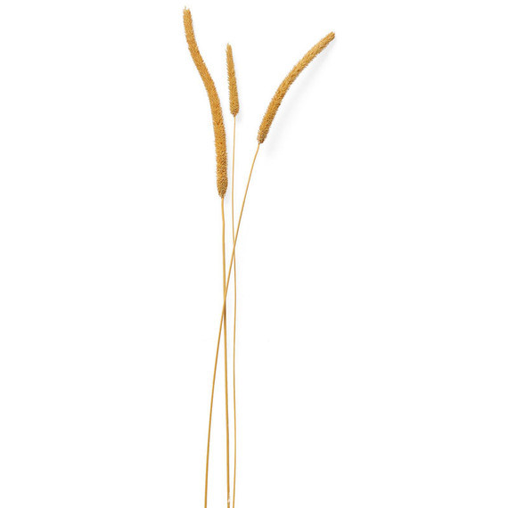 foxtail foxtail