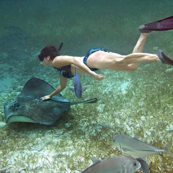 belize swim with stingrays swimming animals honeymoon belize swim with stingrays swimming animals honeymoon