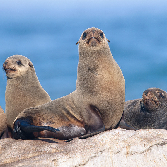 south africa fur seals honeymoon swimming with animals south africa fur seals honeymoon swimming with animals