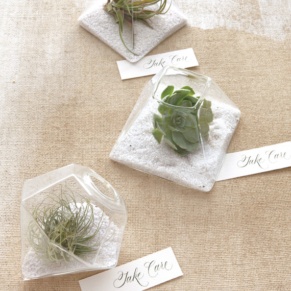 succulent-favors-9679-mwd110013.jpg