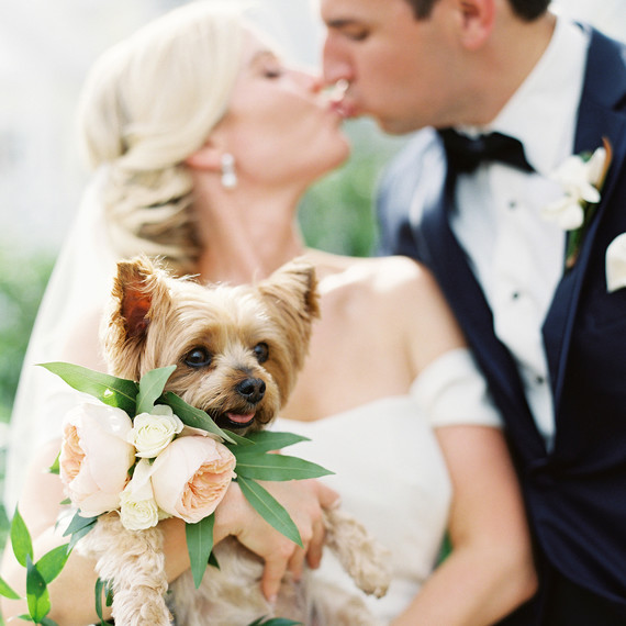 dog wedding bride groom kiss couple puppy bouquet dog wedding bride groom kiss couple puppy bouquet
