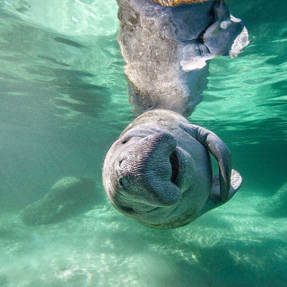 florida manatee swimming honeymoon animals florida manatee swimming honeymoon animals