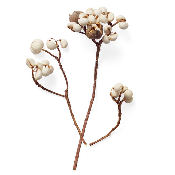 tallow berry tallow berry