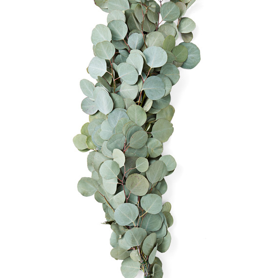 eucalyptus garland eucalyptus garland