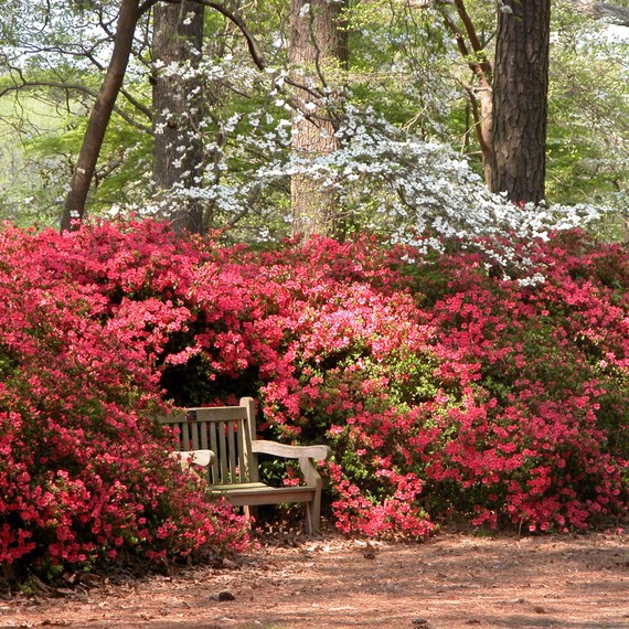 norfolk-botanical-garden-bench-0215