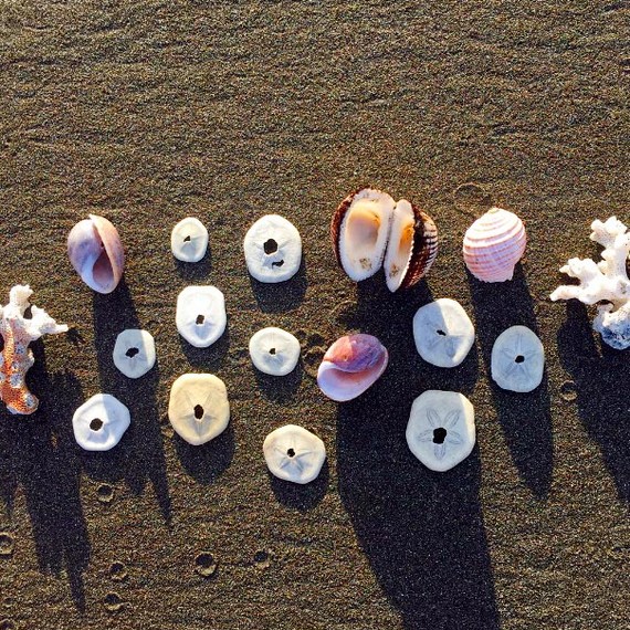 Sea shells on the sand Sea shells on the sand