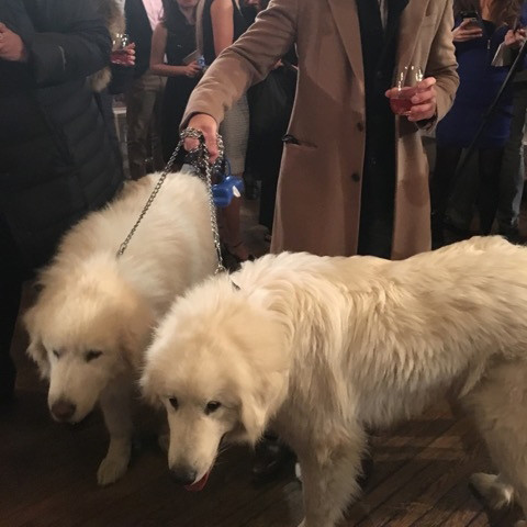 darcy-diary-dog-wedding-guests-1-0116.jpg