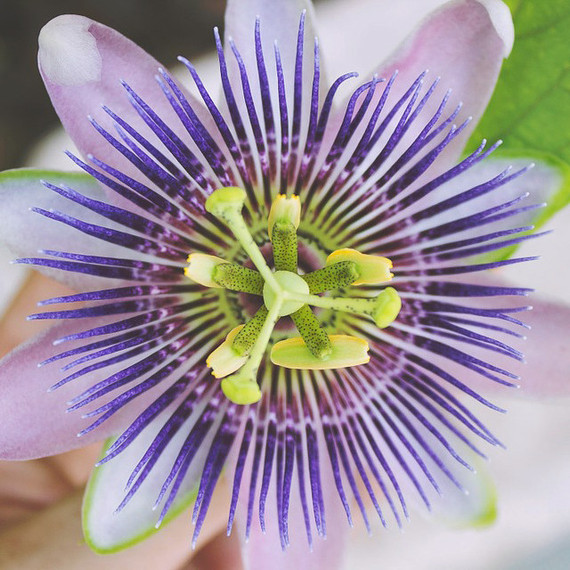 passion flower passion flower