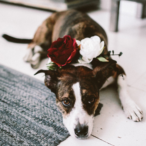 angie reed wedding dog angie reed wedding dog