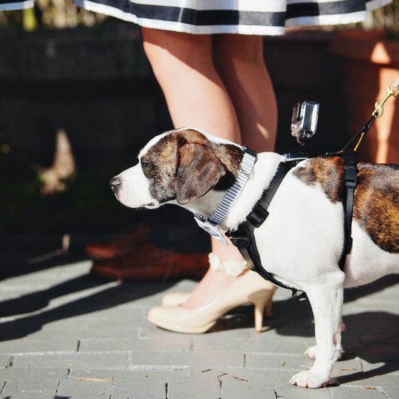 casey-ross-wedding-dog-539-s111514-1114.jpg
