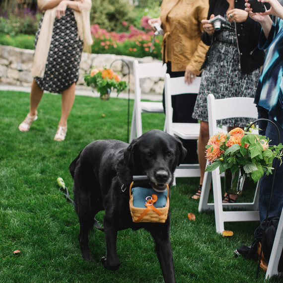 craig-andrew-wedding-dog-401-s111833-0215.jpg