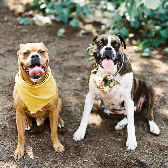 charla jesse wedding dogs charla jesse wedding dogs