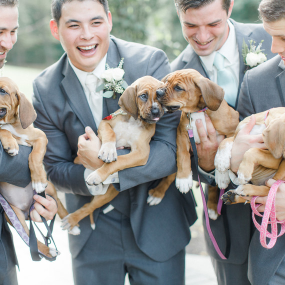 Groomsmen Pose with Puppies Groomsmen Pose with Puppies