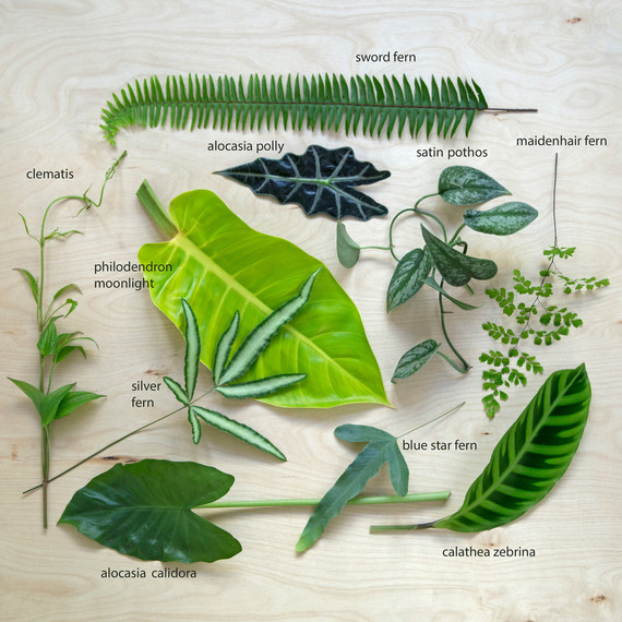 Foliage DIY Different Types of Greens Foliage DIY Different Types of Greens
