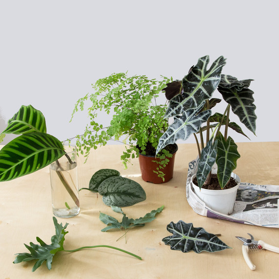 Plants for DIY Foliage Arrangement Plants for DIY Foliage Arrangement
