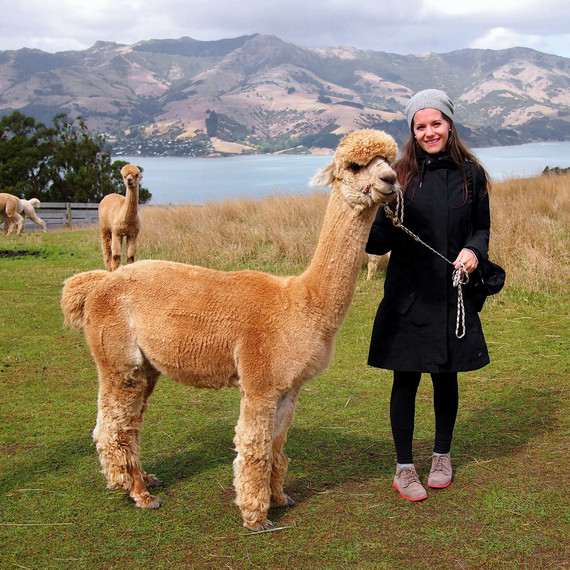 travel-blogger-qa-alpaca-farm-new-zealand-1115.jpg