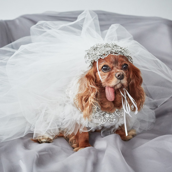 Dog wearing a wedding dress