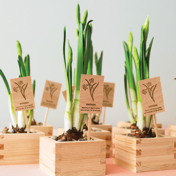 diy-floral-favors-daffodils-in-sake-cups-sp10-0615.jpg