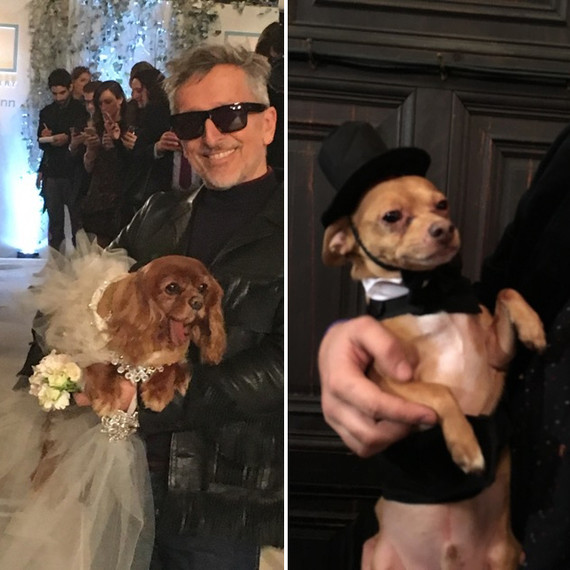 darcy-diary-dog-wedding-bride-and-groom-split-image-0116.jpg